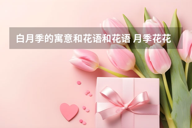 白月季的寓意和花语和花语 月季花花语和象征意义是什么?