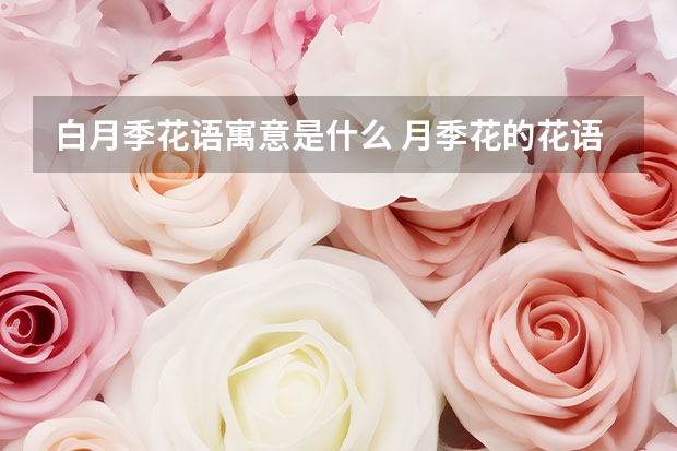 白月季花语寓意是什么 月季花的花语和寓意？