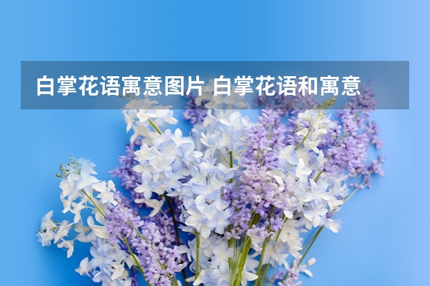 白掌花语寓意图片 白掌花语和寓意