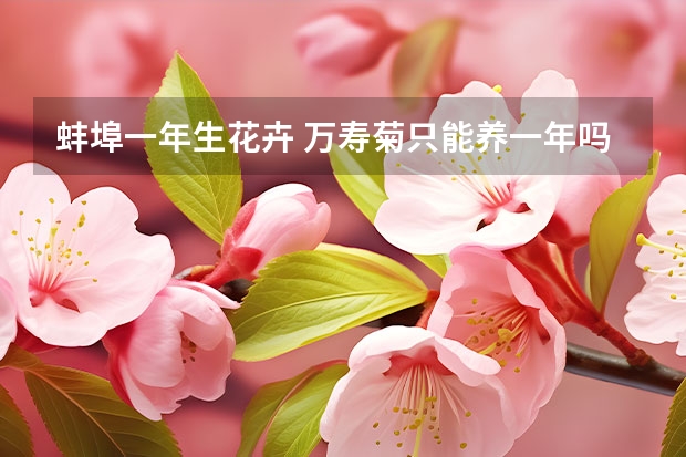 蚌埠一年生花卉 万寿菊只能养一年吗