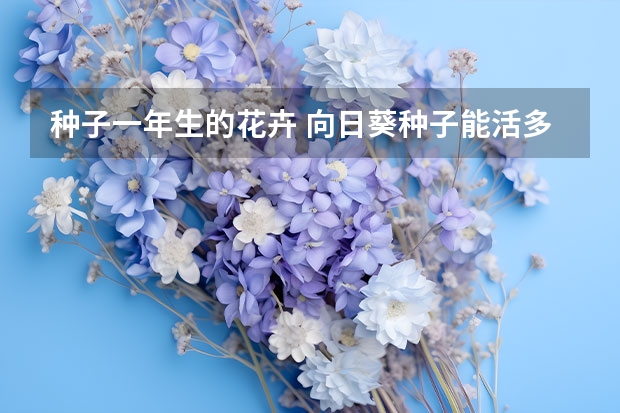 种子一年生的花卉 向日葵种子能活多久