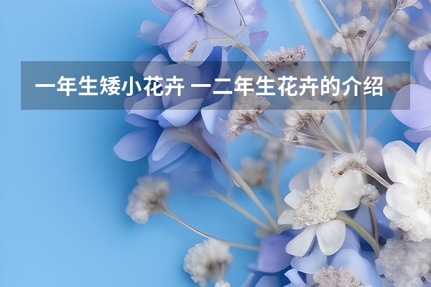 一年生矮小花卉 一二年生花卉的介绍