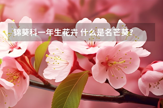 锦葵科一年生花卉 什么是名芒葵？