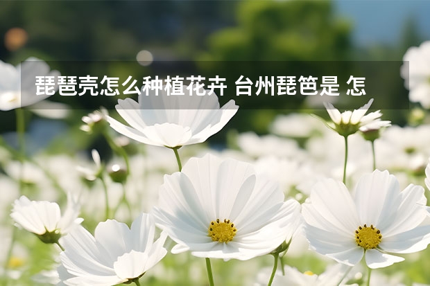 琵琶壳怎么种植花卉 台州琵笆是 怎么生长的