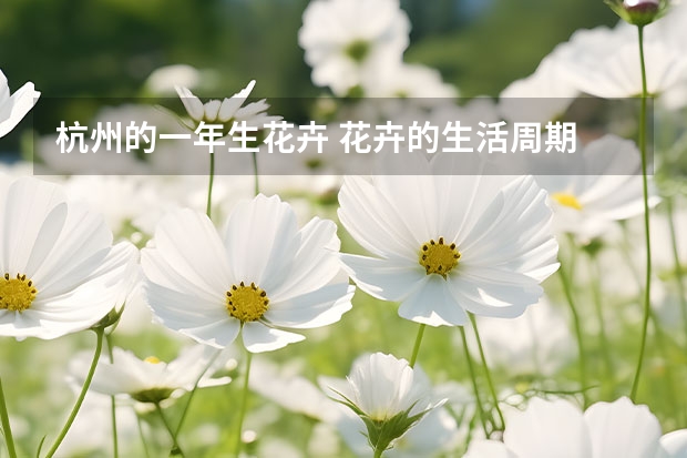 杭州的一年生花卉 花卉的生活周期