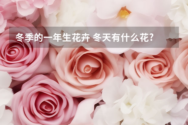 冬季的一年生花卉 冬天有什么花?