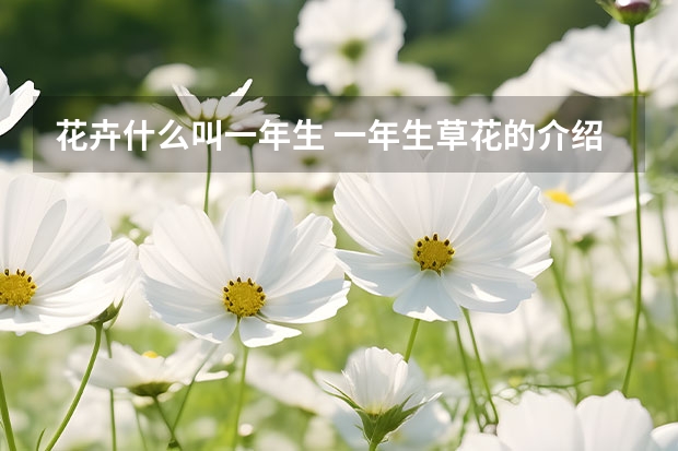 花卉什么叫一年生 一年生草花的介绍