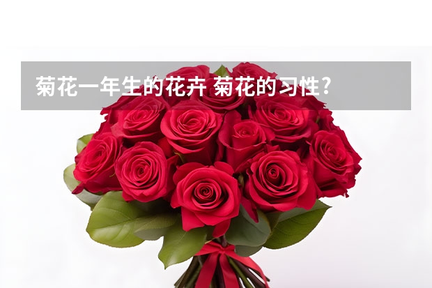 菊花一年生的花卉 菊花的习性?