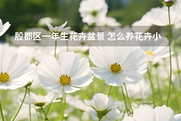 殷都区一年生花卉盆景 怎么养花卉小金枣盆景 金枣盆景的养殖方法