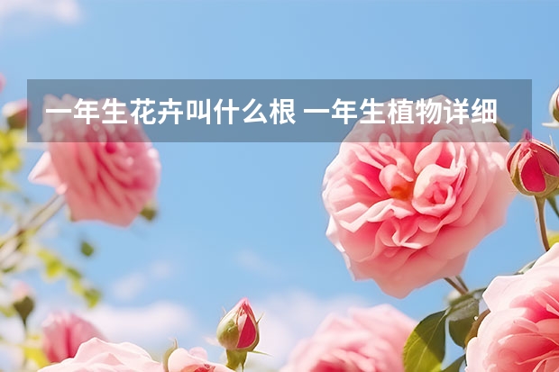 一年生花卉叫什么根 一年生植物详细资料大全