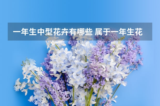 一年生中型花卉有哪些 属于一年生花卉的是