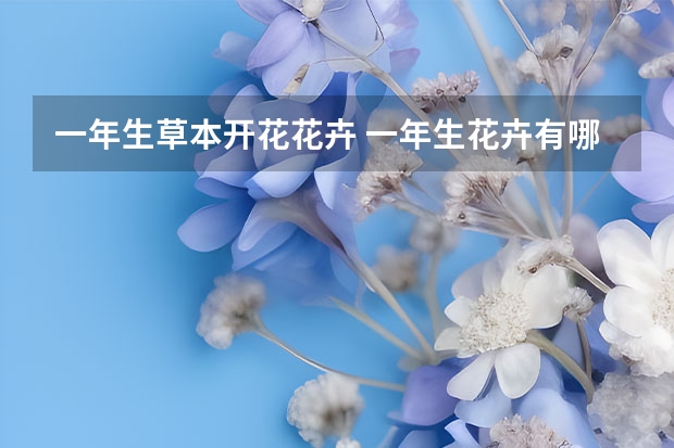 一年生草本开花花卉 一年生花卉有哪些