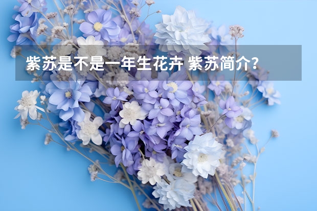 紫苏是不是一年生花卉 紫苏简介？