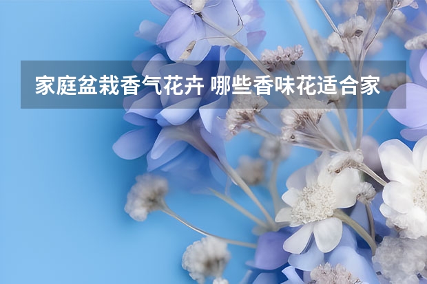 家庭盆栽香气花卉 哪些香味花适合家居养殖？