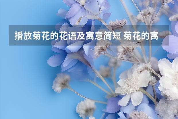 播放菊花的花语及寓意简短 菊花的寓意 菊花的花语