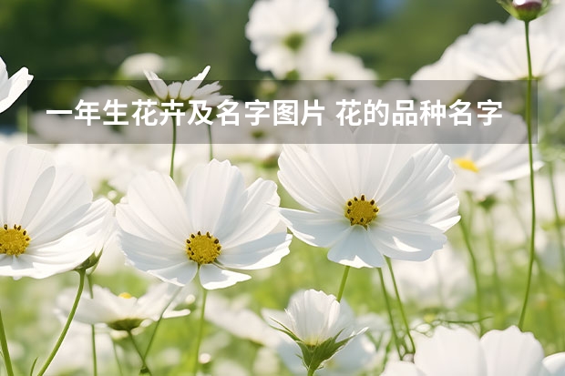 一年生花卉及名字图片 花的品种名字大全