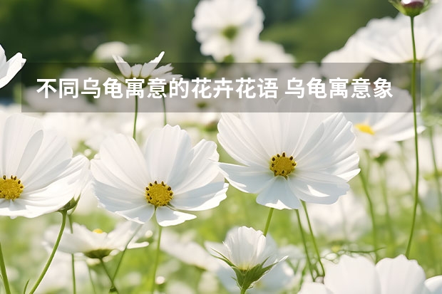 不同乌龟寓意的花卉花语 乌龟寓意象征