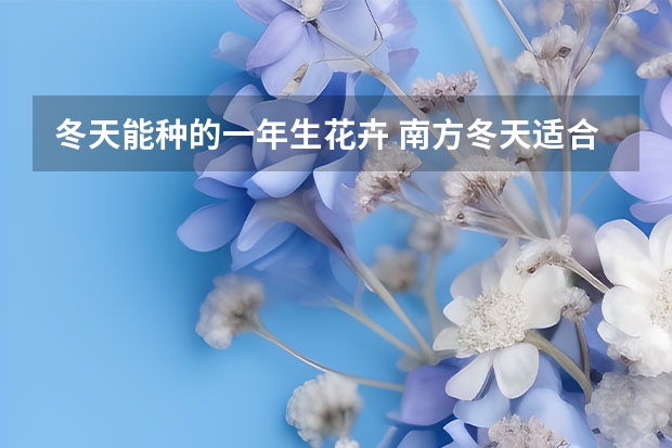 冬天能种的一年生花卉 南方冬天适合种什么花