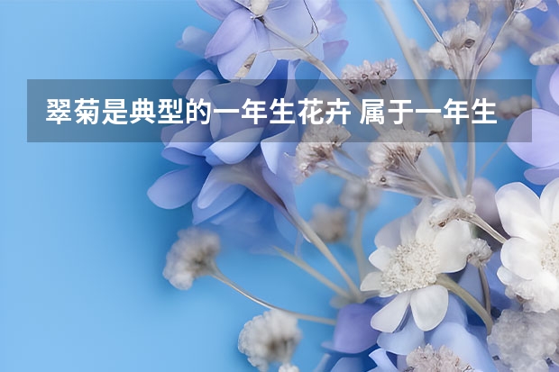 翠菊是典型的一年生花卉 属于一年生花卉的是