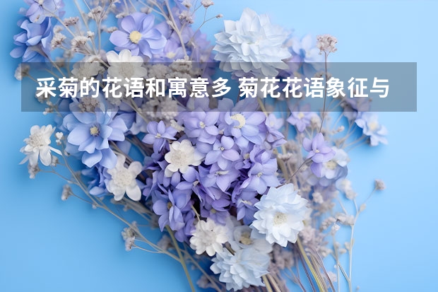 采菊的花语和寓意多 菊花花语象征与寓意