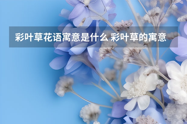 彩叶草花语寓意是什么 彩叶草的寓意和象征