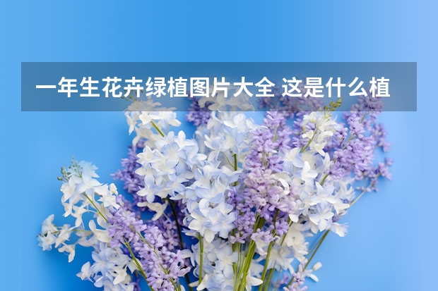 一年生花卉绿植图片大全 这是什么植物？