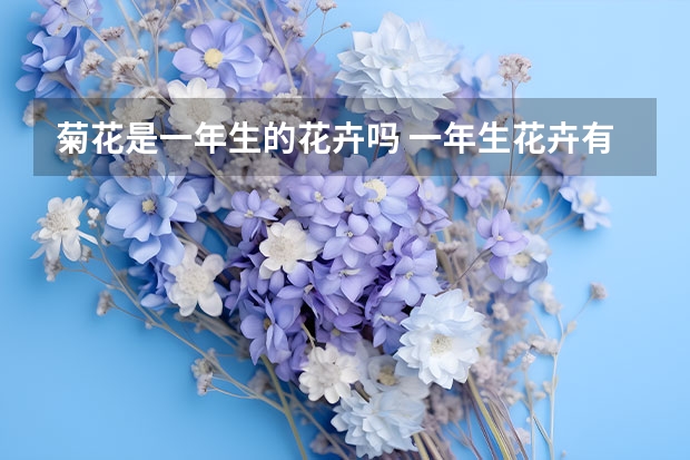 菊花是一年生的花卉吗 一年生花卉有哪些