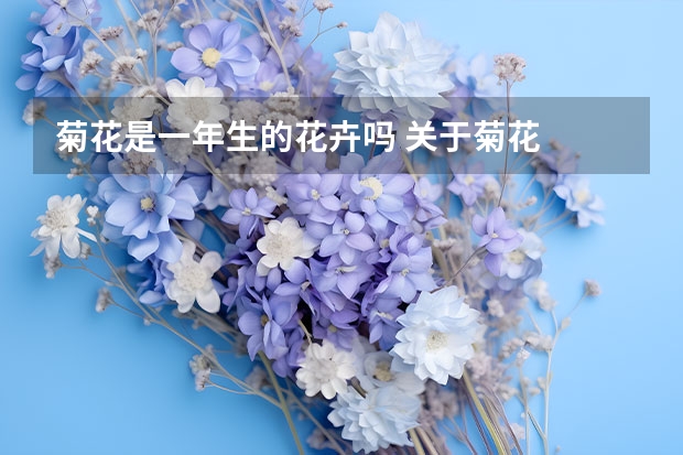 菊花是一年生的花卉吗 关于菊花