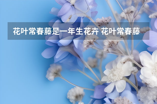 花叶常春藤是一年生花卉 花叶常春藤怎么养