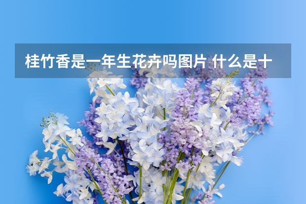 桂竹香是一年生花卉吗图片 什么是十字花植物