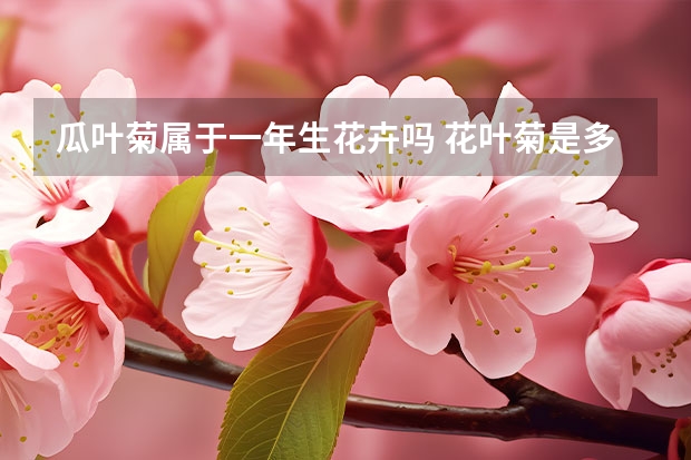 瓜叶菊属于一年生花卉吗 花叶菊是多年生吗