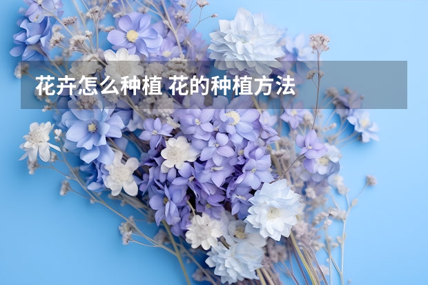 花卉怎么种植 花的种植方法