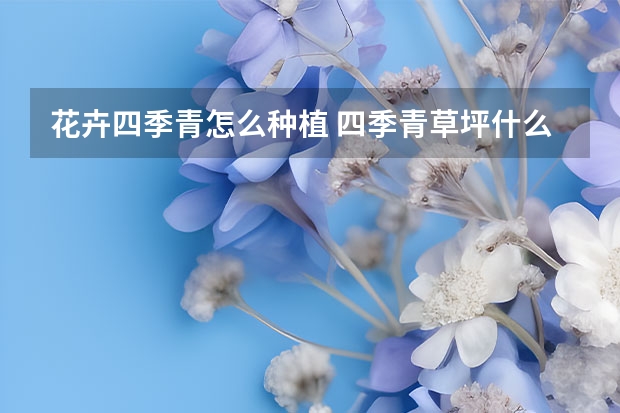 花卉四季青怎么种植 四季青草坪什么时间种植比较适合