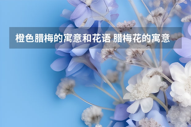 橙色腊梅的寓意和花语 腊梅花的寓意与花语