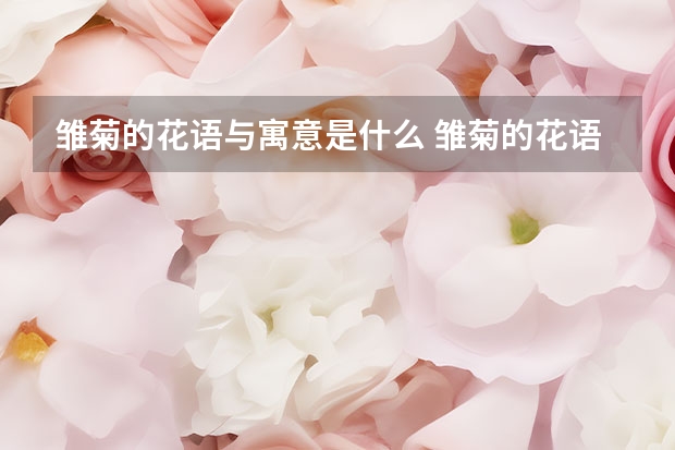 雏菊的花语与寓意是什么 雏菊的花语和寓意