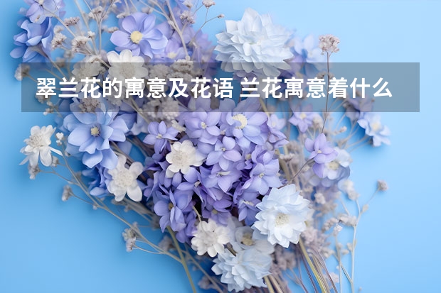 翠兰花的寓意及花语 兰花寓意着什么象征着什么