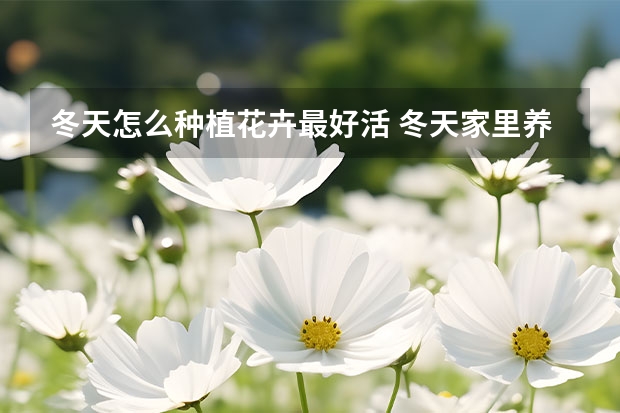 冬天怎么种植花卉最好活 冬天家里养什么花最好