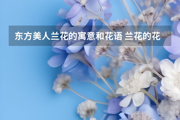 东方美人兰花的寓意和花语 兰花的花语和寓意