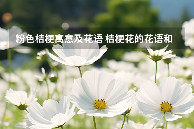 粉色桔梗寓意及花语 桔梗花的花语和寓意