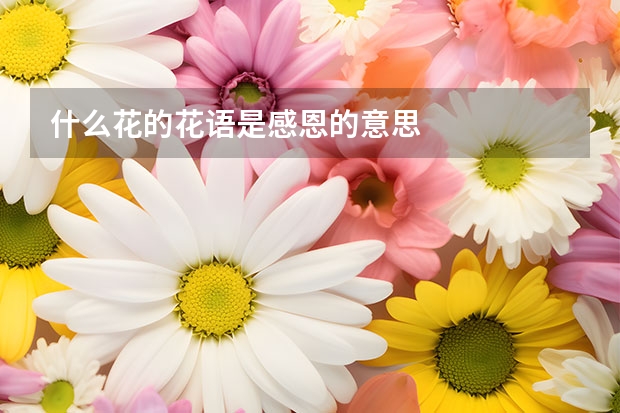 什么花的花语是感恩的意思