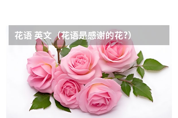 花语 英文（花语是感谢的花?）