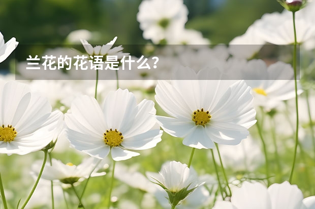 兰花的花语是什么？