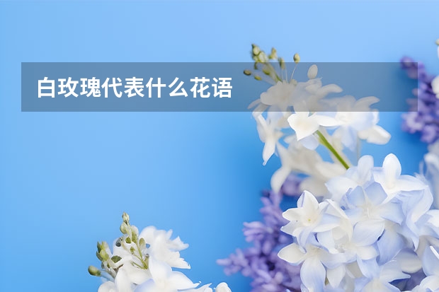 白玫瑰代表什么花语