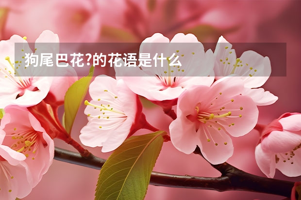 狗尾巴花?的花语是什么