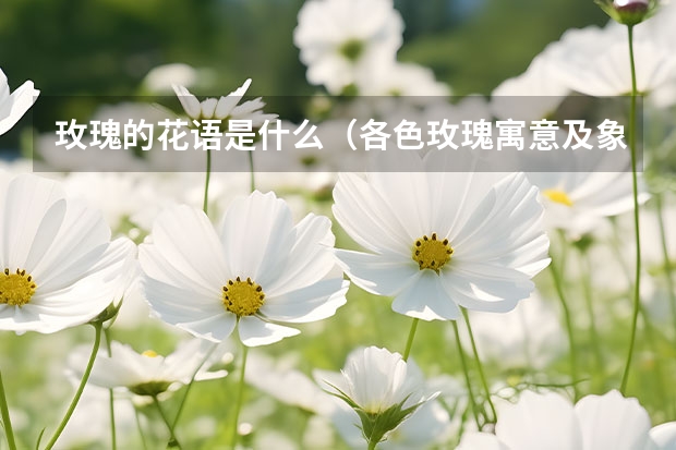 玫瑰的花语是什么（各色玫瑰寓意及象征）