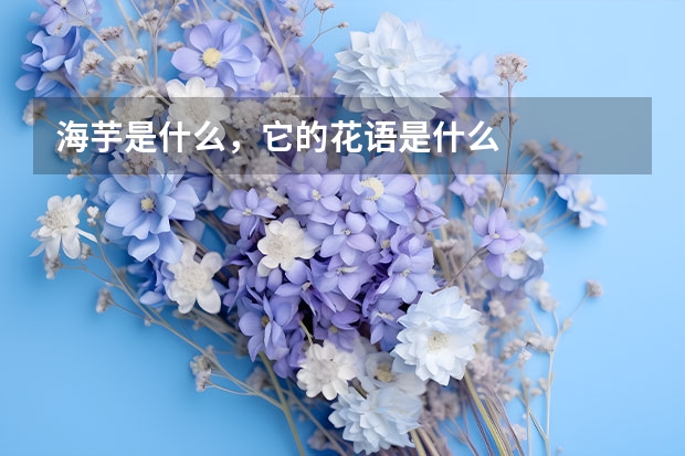 海芋是什么，它的花语是什么