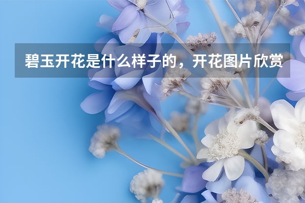 碧玉开花是什么样子的，开花图片欣赏