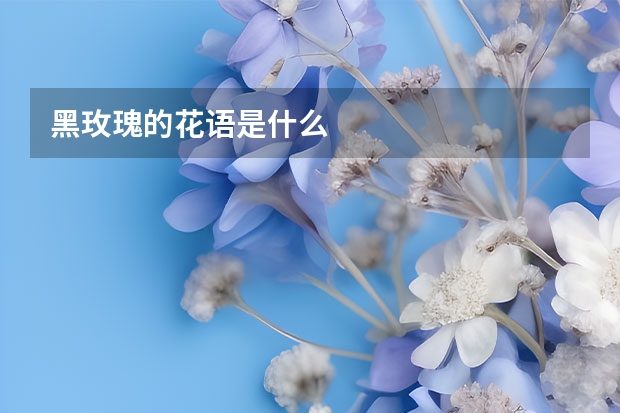 黑玫瑰的花语是什么