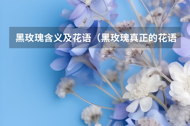 黑玫瑰含义及花语（黑玫瑰真正的花语）