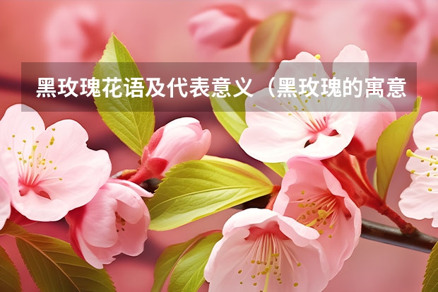 黑玫瑰花语及代表意义（黑玫瑰的寓意和象征）